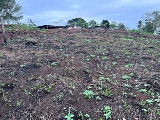 Venta Terreno de Desarrollo, Alajuela, San Carlos, San Josecito - Foto 3 de 3