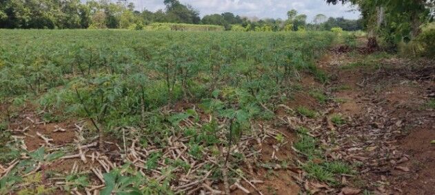 Terreno de 5 hectáreas, 100% Uso Plano con Potencial de Urbanización y Uso Agrícola in El Cairo, Siquirres, Limón — ₡ 110 000 000