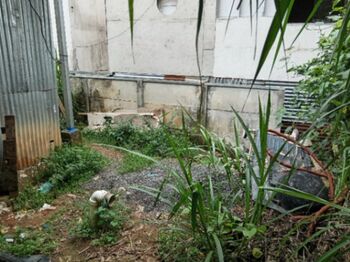 Se vende propiedad con casa sencilla a buen precio in San Isidro, Alajuela — 10 000 000 ₡ - Photo 4 of 5