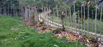 VENDO LOTE EN SANTA CRUZ DE TURRIALBA, CARTAGO en Santa Rosa, Turrialba, Cartago — 1 ₡ - Foto 5 de 13