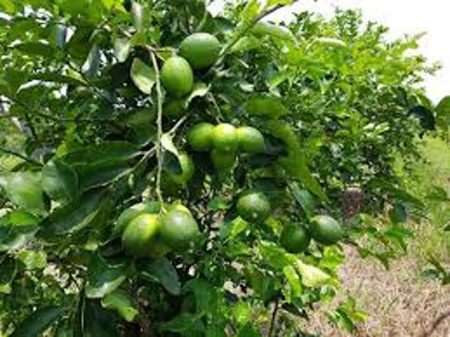 63 hectáreas de Producción Agrícola y Ganadera en Península de Nicoya in Puntarenas — $1,200,000