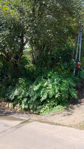 Large mixed use 22,346m2 lot close to the new and old highways in Atenas, Alajuela — $560,000