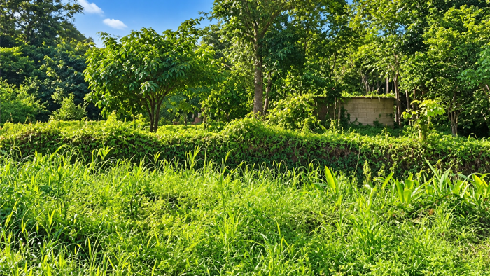 Lote En Venta En San Rafael De Guápiles, Pococí, Limón en Guápiles, Pococí, Limón — ₡ 43 000 000