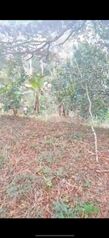Se vende finca en Tabarcia de Mora, Ciudad Colón. en Tabarcia, Mora, San José — 250 000 000 ₡ - Foto 4 de 8