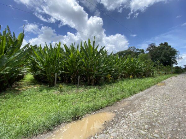 Venta de finca con abaca en Rita, Pococí, Limón — ₡ 60 000 000