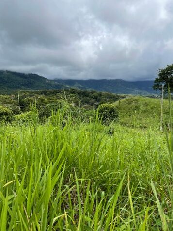Build Your Dream in Paradise – Flat Jungle Lot with Mountain & Waterfall Views en Puerto Cortés, Osa, Puntarenas — $39,000