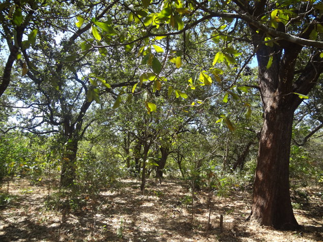 Terreno 2.75 Ha cerca Delegacion Tránsito Liberia en Liberia, Guanacaste — $1,650,000 - Foto 2 de 2