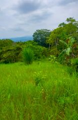 PRECIOSO LOTE EN VENTA EN SANTIAGO, SAN RAMON, ALAJUELA in Santiago, San Ramón, Alajuela — 18 000 000 ₡ - Photo 5 of 7