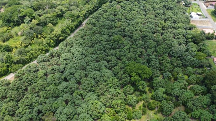 Parcela de 1.000m2 con arboles frutales ideal para futura vivienda. in Atenas, Alajuela — $90,000 - Photo 3 of 11