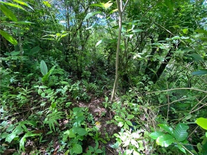VENTA DE LOTE, PUNTARENAS, MONTEVERDE, SANTA ELENA en Monte Verde, Puntarenas — $70,000