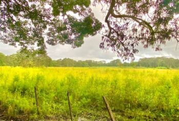 Se vende propiedad ideal para proyecto e inversión  en Corredor, Corredores, Puntarenas — 216 000 000 ₡ - Foto 4 de 8