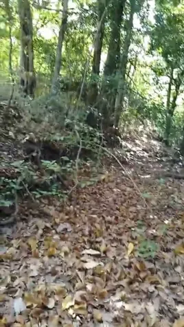 DE OPORTUNIDAD BELLA Y ÚTIL FINCA EN CAÑAS, GUANACASTE. en Cañas, Guanacaste — ₡ 150 000 000
