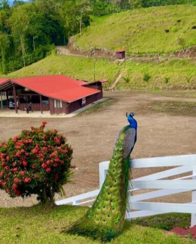 Se vende finca de 252 ha en Turrialba en Turrialba, Cartago — ₡ 2 268 000 000