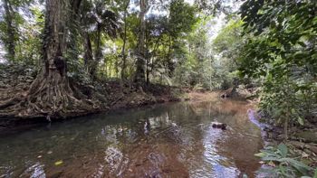 SE VENDE finca de cacao con casa, Jimenez de Pococí 28,512.59m2 in Jiménez, Pococí, Limón — 150 000 000 ₡ - Photo 5 of 6
