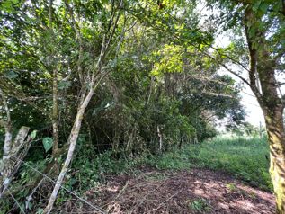 TERRENO EN VENTA CON JUNGLA NATIVA Y ACCESO DIRECTO en Volcán, Buenos Aires, Puntarenas — 60 000 000 ₡ - Foto 4 de 8