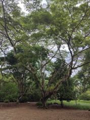 Jungle Oasis: Secluded Paradise in Puerto Jimenez, Costa Rica. en Puerto Jiménez, Golfito, Puntarenas — $5,200,000 - Foto 4 de 123