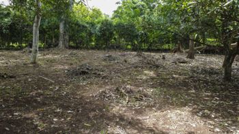 Venta de lotes contiguos en San Mateo de Alajuela en Jesús María, San Mateo, Alajuela — 35 500 000 ₡ - Foto 5 de 11