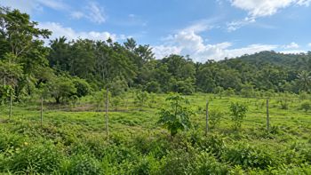 Oportunidad en Hojancha Guanacaste  Lote de 2,030 m² en Huacas, Hojancha, Guanacaste — 22 000 000 ₡ - Foto 3 de 15