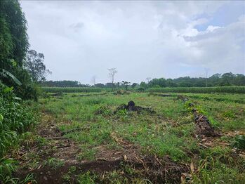 Farm For Sale Río Jiménez, Guácimo, Limón