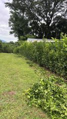 Paraiso de las Frutas, Orotina. en Orotina, Alajuela — 288 000 000 ₡ - Foto 5 de 24