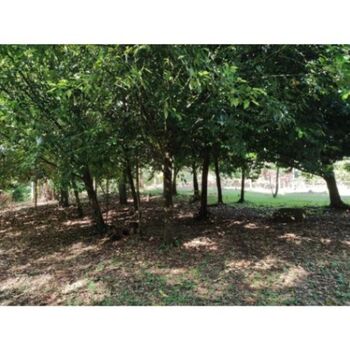 VENTA DE FINCA, USO MIXTO, ALAJUELA, SAN CARLOS, LA TIGRA   en La Tigra, San Carlos, Alajuela — 160 000 000 ₡ - Foto 5 de 8