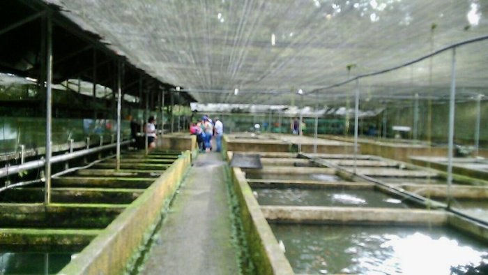SIQUIRRES, FINCA PRODUCTIVA PARA PECES, TURISMO RURAL Y AGROCULTIVOS en Siquirres, Limón — $1,100,000 - Foto 3 de 13