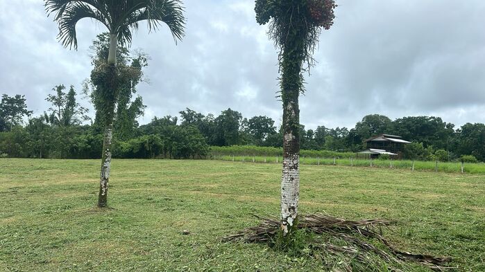 VENTA DE LOTE RESIDENCIAL Y AGRICOLA, LIMON, POCOCI, GUAPILES en Guápiles, Pococí, Limón — $139,900