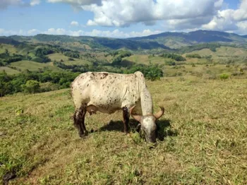 Finca ganadera 