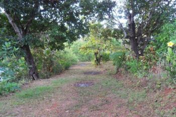 Venta de Lote con Riachuelo en Hojancha-Puerto Carrillo, Guanacaste. RAH 26-994 en Puerto Carrillo, Hojancha, Guanacaste — 60 000 000 ₡ - Foto 4 de 4