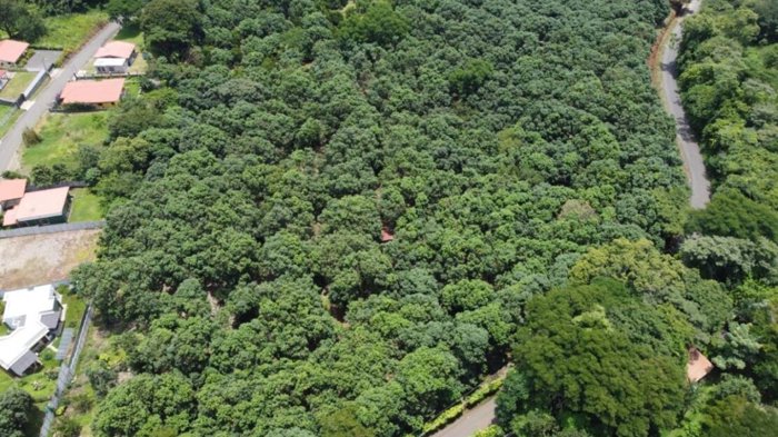 Parcela de 1.000m2 con arboles frutales ideal para futura vivienda. in Atenas, Alajuela — $90,000