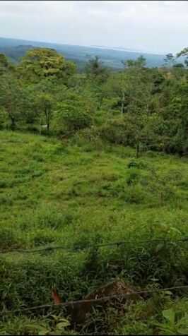 SE VENDE ESPECTACULAR FINCA EN LAS ARMENIAS DE UPALA.  en Upala, Alajuela — ₡ 207 000 000