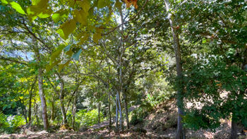 Lot for Sale in Escobal, Atenas- gravel road in Escobal, Atenas, Alajuela — 25 000 000 ₡ - Photo 5 of 8