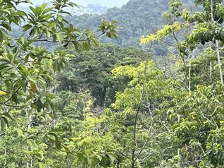 REBAJADA!  FINCA EN BRISAS DE VERAGUA, RAINFOREST LIMON COSTA RICA in Carrandi, Matina, Limón — $150,000 - Photo 5 of 53