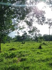 BELLA Y ÚTIL FINCA GANADERA Y AGRÍCOLA.  en Siquirres, Limón — 100 000 000 ₡ - Foto 4 de 5