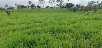 Farm For Sale Venecia, San Carlos, Alajuela