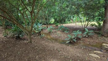 SE VENDE TERRENO LISTO PARA CONSTRUIR CON AGUA PROPIA Y EXCELENTE UBICACION in Daniel Flores, Pérez Zeledón, San José — $82,000 - Photo 5 of 15