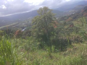 Ideal para un proyecto de conservación o turismo  in Pejibaye, Jiménez, Cartago — 25 000 000 ₡ - Photo 4 of 13