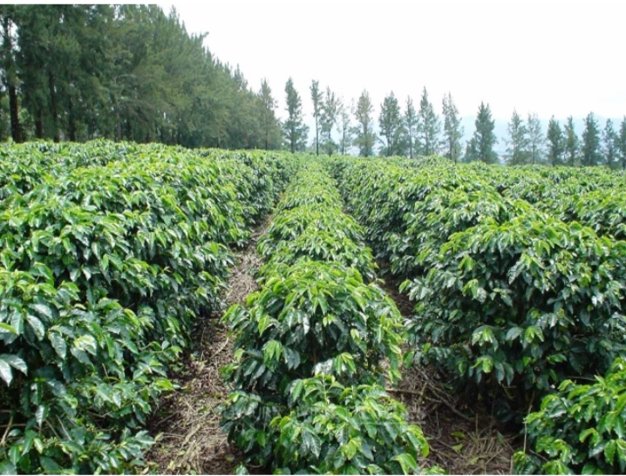 SE VENDEN FINCAS VARIOS USOS EN COSTA RICA. en Alajuela — ₡ 25 000 000 - Foto 2 de 5