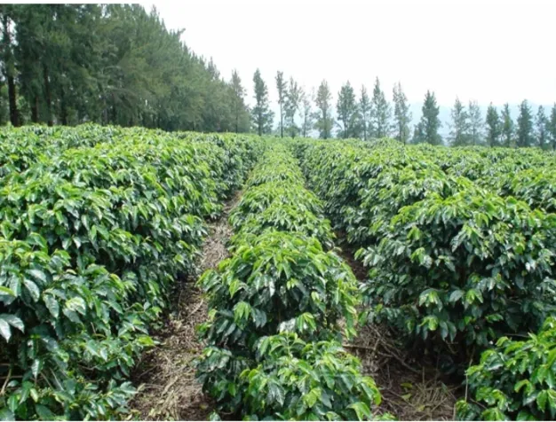 SE VENDEN FINCAS VARIOS USOS EN COSTA RICA. en Alajuela — ₡ 25 000 000 - Foto 2 de 5