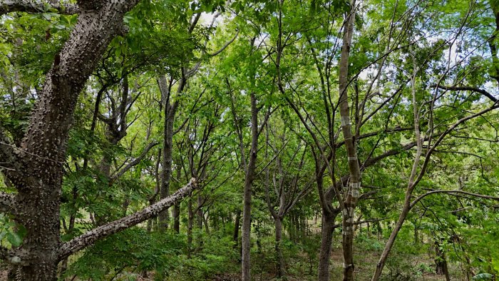9,3 HECTÁREAS - PENÍNSULA DE PAPAGAYO - AGUA LISTA - ÁRBOLES RAROS en Nacascolo, Liberia, Guanacaste — $1,000,000 - Foto 2 de 16