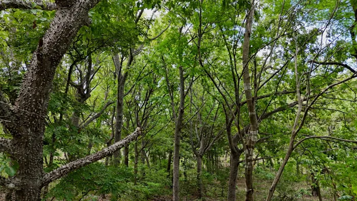 9,3 HECTÁREAS - PENÍNSULA DE PAPAGAYO - AGUA LISTA - ÁRBOLES RAROS in Nacascolo, Liberia, Guanacaste — $1,000,000 - Photo 2 of 16
