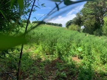 Venta de Lote en Zarcero-Guadalupe. RAH 27-136 in Guadalupe, Zarcero, Alajuela — 65 000 000 ₡ - Photo 5 of 10