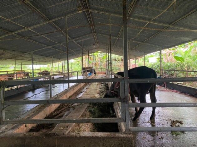 FINCA VENTA 8 MANZANAS  VENECIA  en Venecia, San Carlos, Alajuela — ₡ 262 500 000