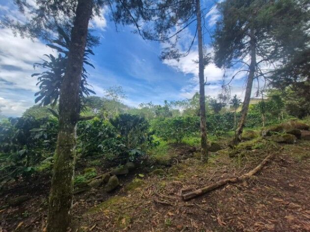 Finca de cafe Santa Elena, El General, Perez Zeledon. in El General, Pérez Zeledón, San José — $249,999