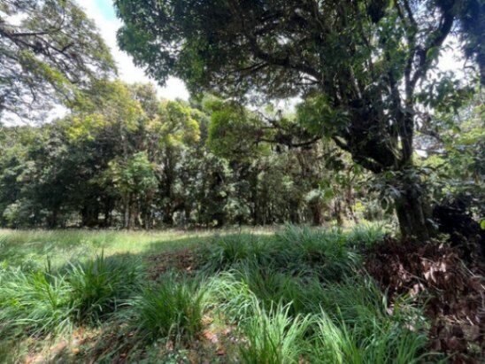 Se vende amplio lote de 1,289m2 en Cañón de el Guarco 25-1965 in Jardín, Dota, San José — ₡ 16 500 000