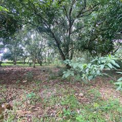 VENTA DE LOTE,  USO MIXTO, ALAJUELA, OROTINA, HACIENDA VIEJA in Hacienda Vieja, Orotina, Alajuela — $275,000 - Photo 4 of 4