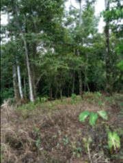  ¡OPORTUNIDAD ÚNICA EN CHACHAGUA A UN PRECIO INMEJORABLE!🏞️ en Peñas Blancas, San Ramón, Alajuela — 166 122 000 ₡ - Foto 4 de 5