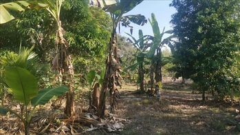 Land For Sale La Fortuna, San Carlos, Alajuela