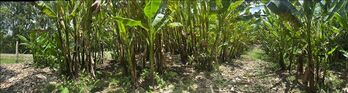 Finca en Venta Rita, Pococí, Limón