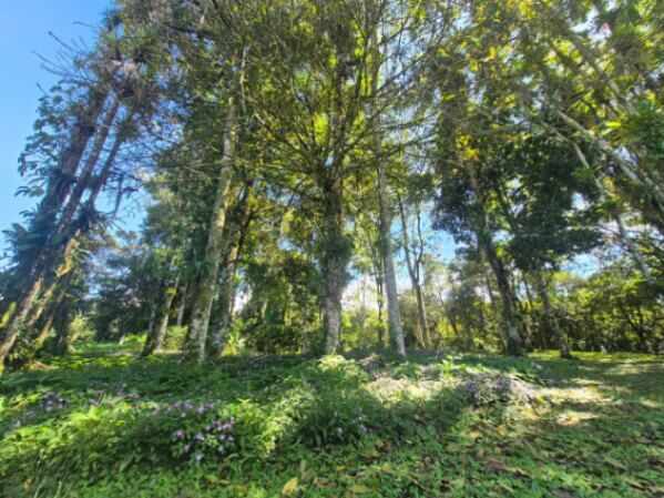 Finca hermosa con agua y plano en Quizarra, Perez Zeledon en Cajón, Pérez Zeledón, San José — $399,999